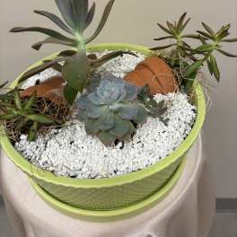 Zen Succulent Garden