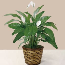 Potted peace lily with white blooms in a woven basket