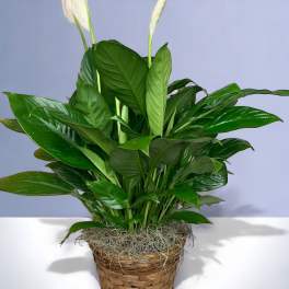 Potted peace lily plant in a woven basket with white blooms
