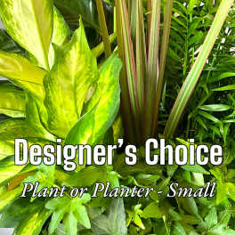 Assorted green houseplants with large variegated leaves and a planter