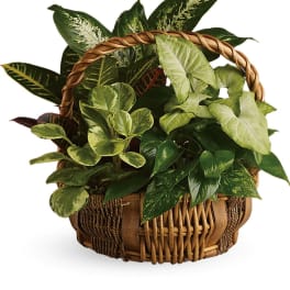 Basket of assorted green houseplants with variegated leaves