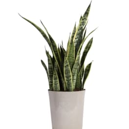 Potted snake plant in a light-colored planter