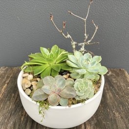 Succulent arrangement in a white bowl planter with pebbles and branches