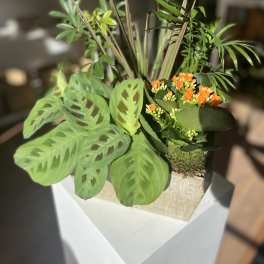 Potted arrangement with orange blooms and patterned green foliage