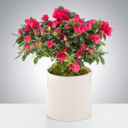 Azalea Plant by BloomNation™