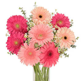 Pink and peach gerbera daisies in a clear glass vase