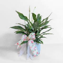 Potted peace lily with white blooms and a floral ribbon bow
