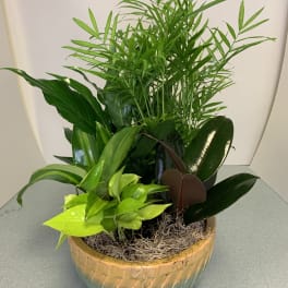 Potted tropical foliage arrangement in a ceramic bowl
