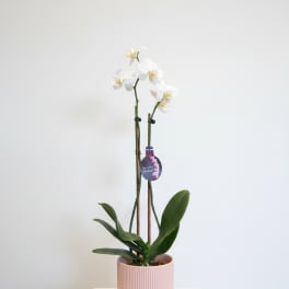 White orchid plant in a pink ribbed pot