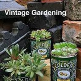 Succulent plants arranged in vintage Golden Gardening tins