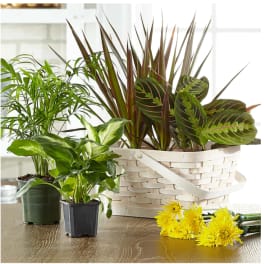 Assorted potted plants in a basket with yellow flowers nearby