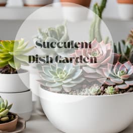 Succulent dish garden in a white bowl planter