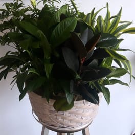 Assorted green houseplants in a woven basket planter