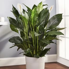 Large potted peace lily plant with white blooms in a white planter
