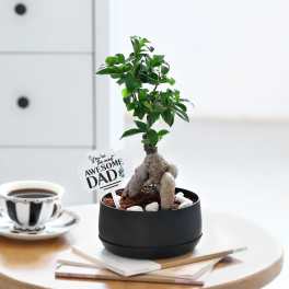 Bonsai Tree For Dad