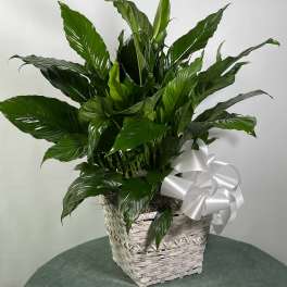 Potted green peace lily in a woven basket with a white ribbon