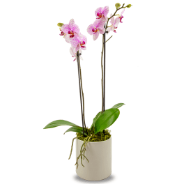 Two pink orchids in a white pot with moss