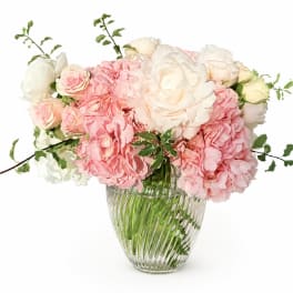 Sweet Peony Dreams