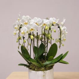 BP37 - Double White Orchid Large