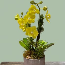 BP132 - Yellow Orchid (Medium Size)