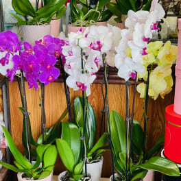 Potted orchids with purple, white, and yellow blooms on display