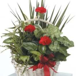 Red carnations in a white wicker basket with green foliage