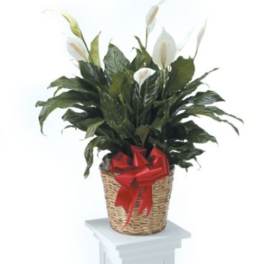 Potted peace lily arrangement in a wicker basket with a red bow