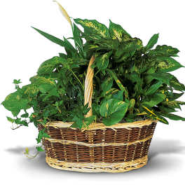 Basket of assorted green houseplants with variegated leaves