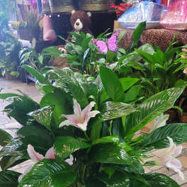 Potted peace lily arrangement with pink-and-white lilies in a white vase