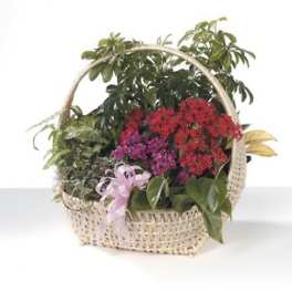 Basket of potted flowering plants with a pink ribbon