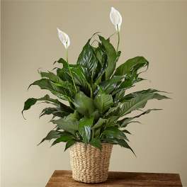 Potted peace lily plant with white blooms in a woven basket