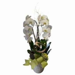 White Cascading Orchid Planter