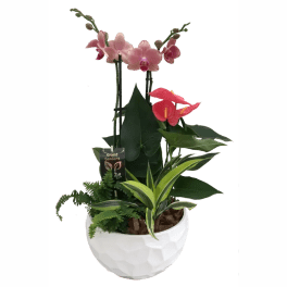 Xl White Round Orchid Planter