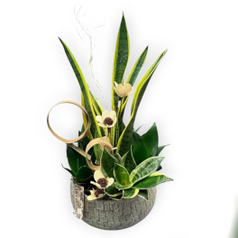 Ryan Sansevieria Bowl