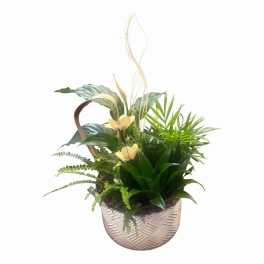 Peace Lily Crosshatch Planter