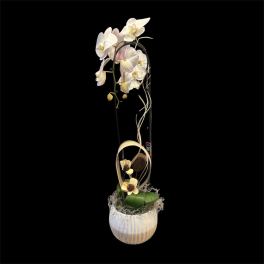 Cascading Luxury Orchid