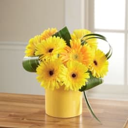 Yellow gerbera daisies in a yellow container with curled green ribbon