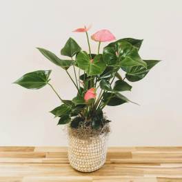 Potted anthurium plant with pink blooms in a woven basket