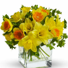 Yellow daffodils with orange centers in a clear square vase