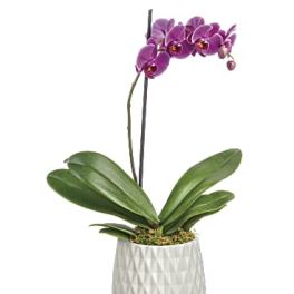 Purple orchid plant in a white textured pot on a wooden stand