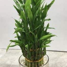 Potted lucky bamboo arrangement in a glass bowl with white stones