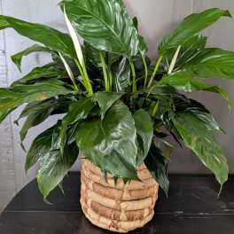 Peace Lily In A Basket