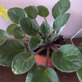 African Violet