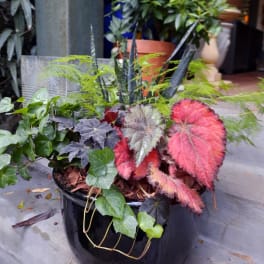 Potted mixed foliage arrangement with colorful begonia leaves
