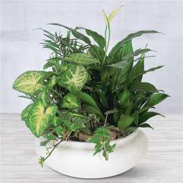 Mixed green houseplants in a white bowl planter