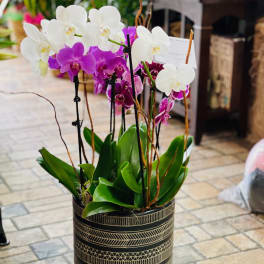 Potted orchids with white and purple blooms in a patterned container