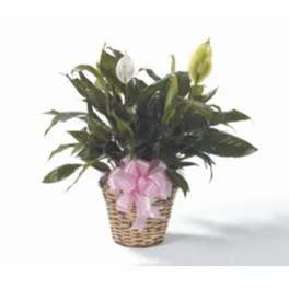 Potted peace lily in a woven basket with a pink ribbon