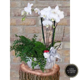White phalaenopsis orchid with trailing green plant in a white ceramic pot with a bow.