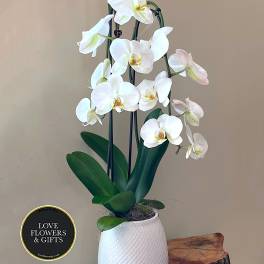 Tall white phalaenopsis orchid plant in a textured white pot on a wooden table