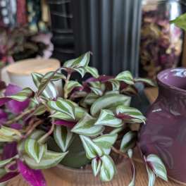 Tradescantia